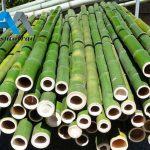 فروش عمده چوب بامبو